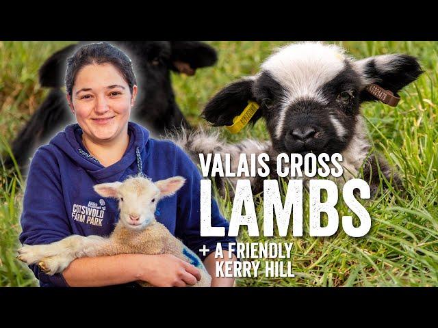 Adam Henson's Farm Diaries - Fridays with Fran - Ep12 - Dobby the friendly Kerry & Valais lambs