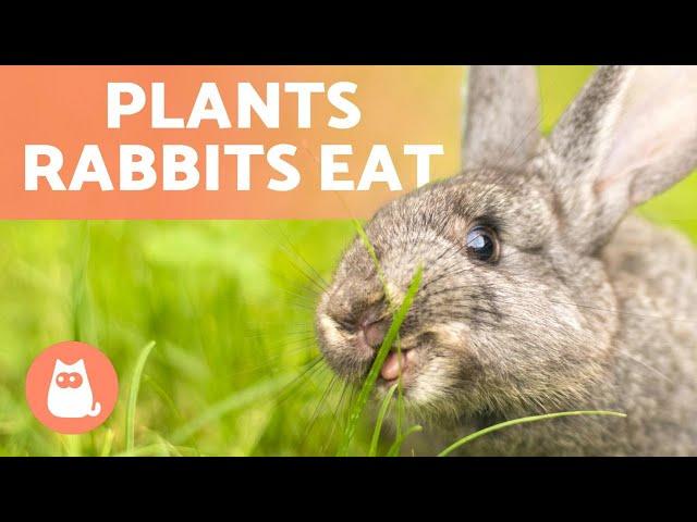 PLANTS RABBITS CAN EAT (Wild & Domestic Plant Types)