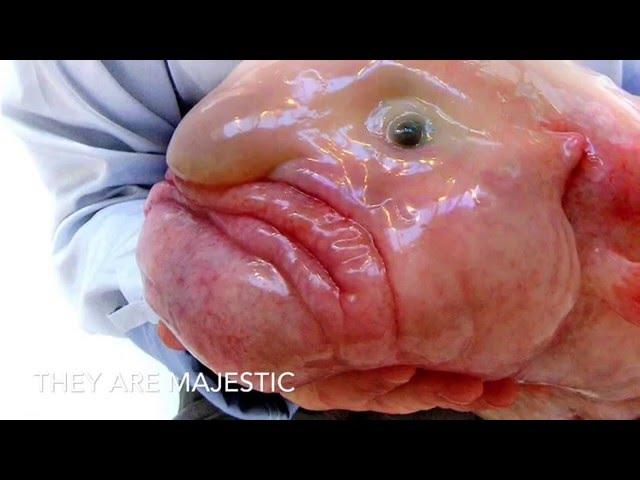 Save the blobfish!