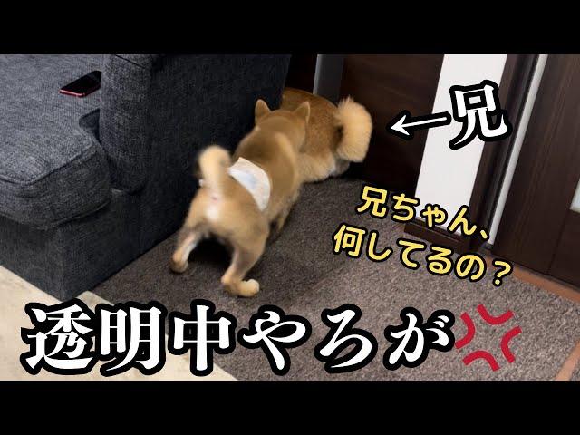 【多頭飼い】仔犬が来て、１ヶ月以上経ちました