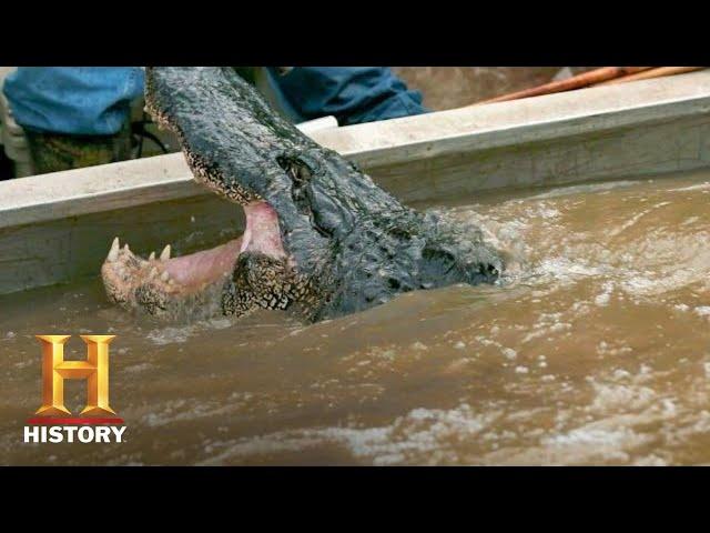 Swamp People: Troy's GIANT GATOR CATCH Ends the Hunt (Season 8) | History