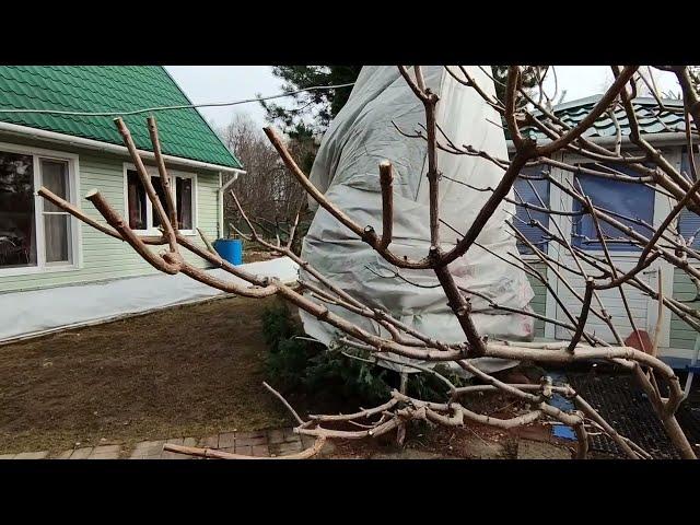 Обрезала гортензии.Ленинградская область.