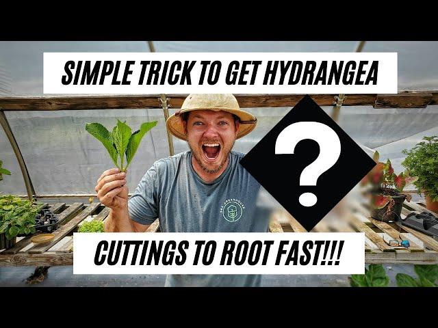 How to Propagate Hydrangeas |Simple Way to Get Cuttings to Root Faster|