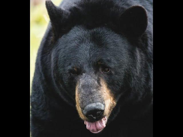 Adam Phipps Frightening Black Bear Attack