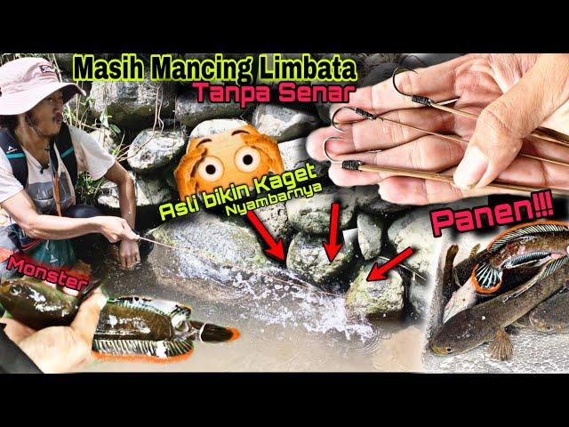 Ide Baru Mancing Channa Limbata tanpa menggunakan senar, seru sekali dapat melimpah !!!