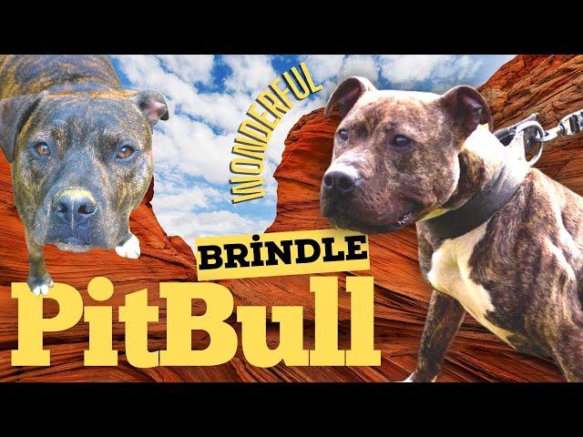 Brindle Pitbull Dog: Breed Info, Pictures, Personality & Facts