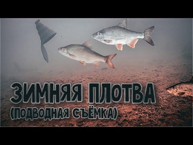 Плотва Зимой 2020...Рыбалка на Мормышку и Донку...(Подводная Съёмка )