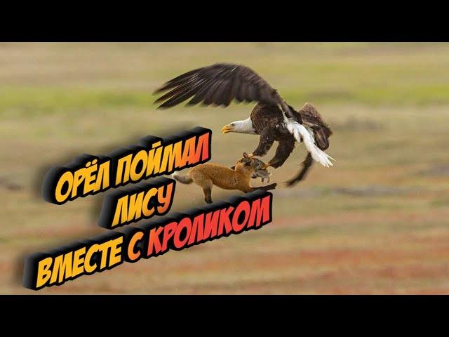 Орёл на охоте поймал лису и кролика | СХВАТКА | БИТВА | ВЕРСУС