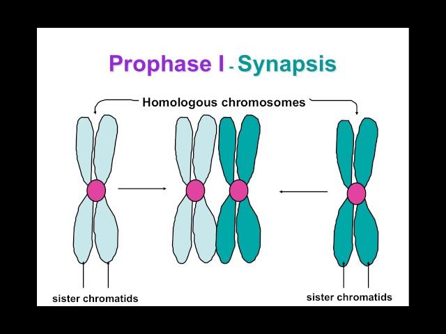 Meiosis ppt