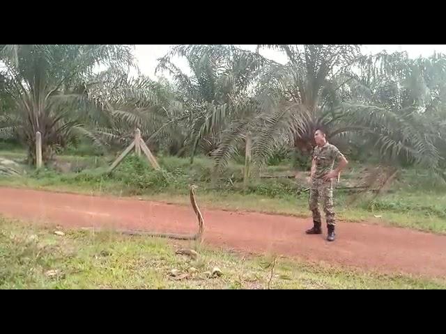 HOW A  COMMANDO CONTROL KING COBRA,