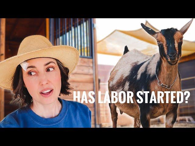 All Stitched Up & Waiting to Deliver Baby Goats! (biopsy results, diet changes,  & barn prep)