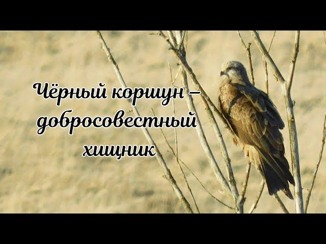 Чёрный коршун – добросовестный хищник.