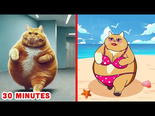 30 minutes of Funny Cats and Dogs Videos  When Your Cat Looks Very FAT  Cat Memes Part 5