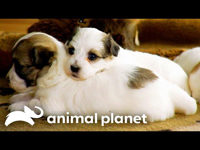 The Cutest Puppy Moments | Too Cute! | Animal Planet