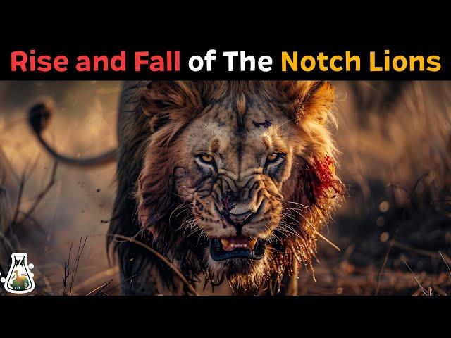 The Notch Lions - The Story of the Legendary Maasai Mara Coalition