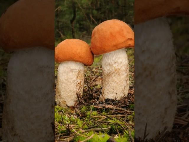 The Vibrant Wanderer: 5 Fascinating Facts about Orange Birch Bolete