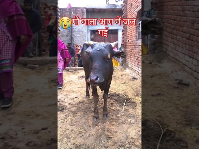 गाय जल गई है , Cow videos mehsoos ese karke dekho  #sad #cow #ox #humanity #cowvideos #help