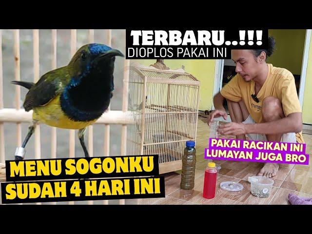 SUDAH 4 HARI SOGON PAKAI INI ‼️ TERNYATA RACIKAN NEKTAR SEKARANG DIOPLOS PAKAI INI