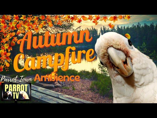 Autumn Campfire Sounds | 2+Hrs Cozy Calm Fall Season Nature Ambience | Parrot TV for Your Bird Room