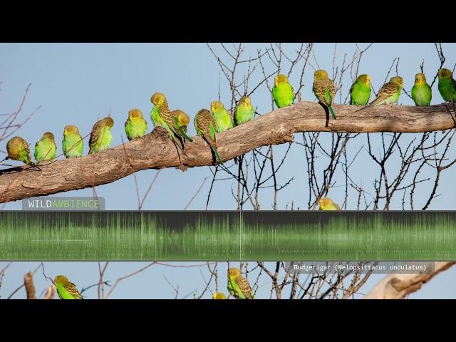 Budgie Sounds! The calls of wild budgerigars (parakeets) in outback Australia