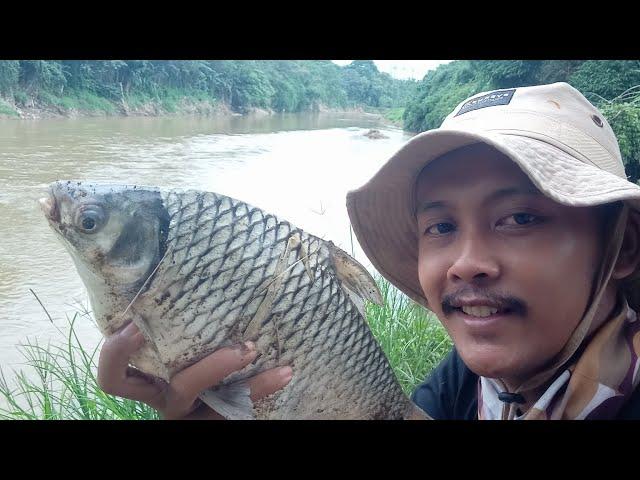 MANCING TAWES DI AWAL TAHUN 2024 PAKE UMPAN ANDALAN SLEBEW FISHING ‼️