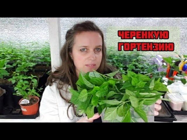 Черенкую ГОРТЕНЗИЮ / Весеннее ЧЕРЕНКОВАНИЕ зеленым черенком