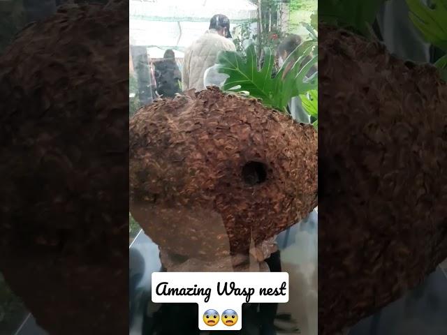 Amazing wasp nest