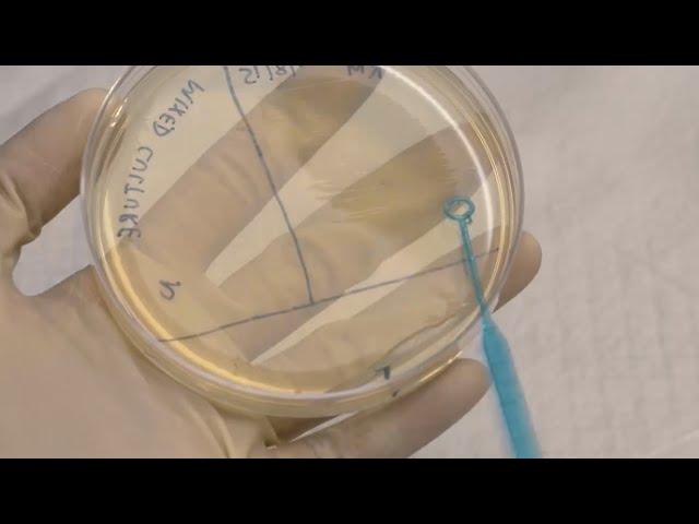 ID Laboratory Videos: Isolating bacterial colonies