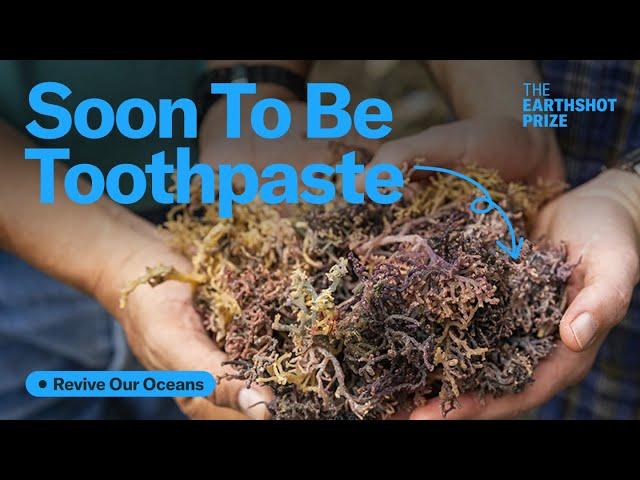 Pints, Plastics and Pharmaceuticals: Is Seaweed Farming the Future? | The Earthshot Prize