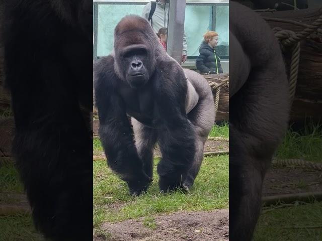 A massive Gorilla @ The Zoo