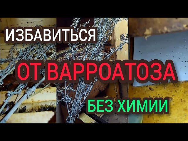 Народное средство от варроатоза пчел. Результат.