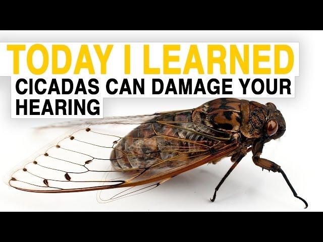 TIL: Cicadas Can Damage Your Hearing | Today I Learned