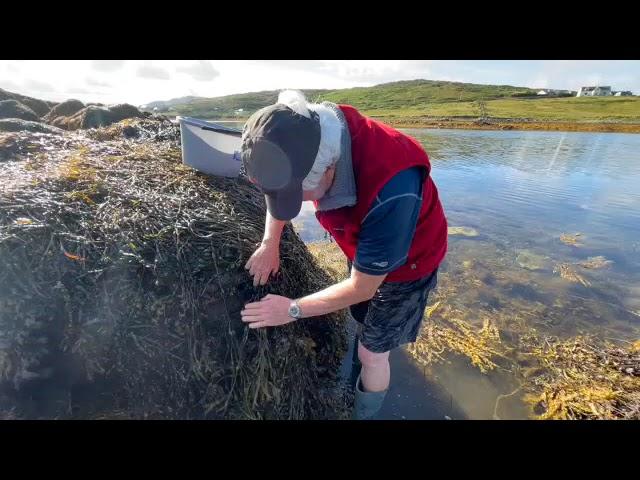 2022 8 9 Mussels Clifden Knockbaun