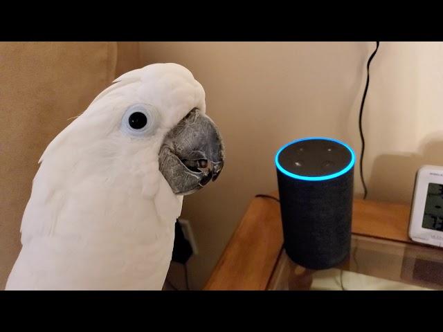 Cockatoo Attempts To Order Farts Off Of Alexa