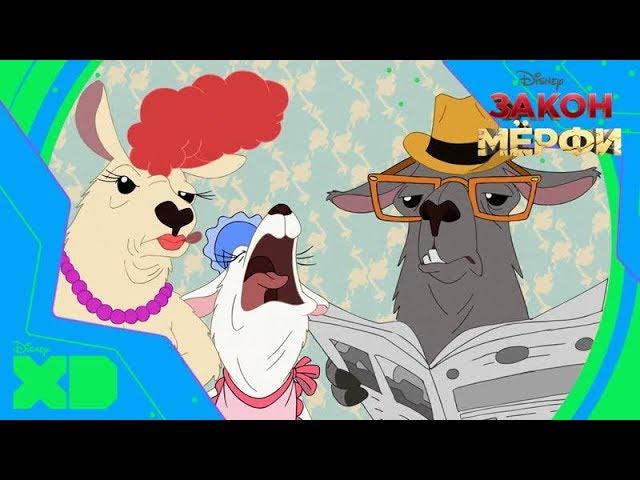 Ламы | Закон Мёрфи | Disney XD