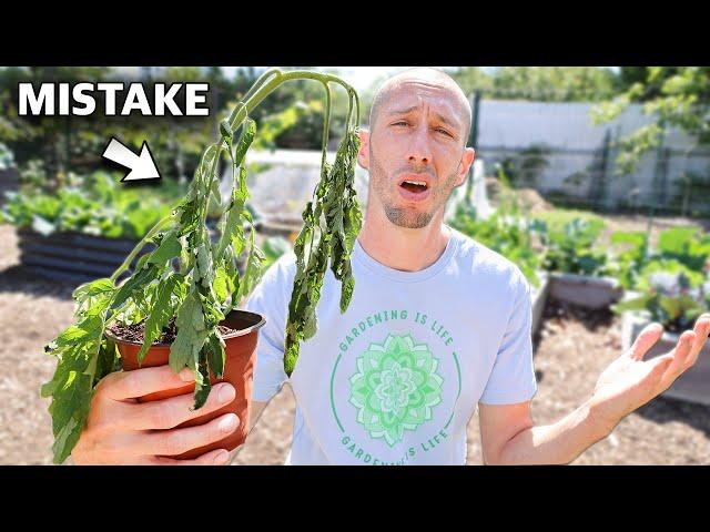 You’re Killing Your Tomatoes if You Do This, 5 MISTAKES You Can’t Afford to Make Growing Tomatoes