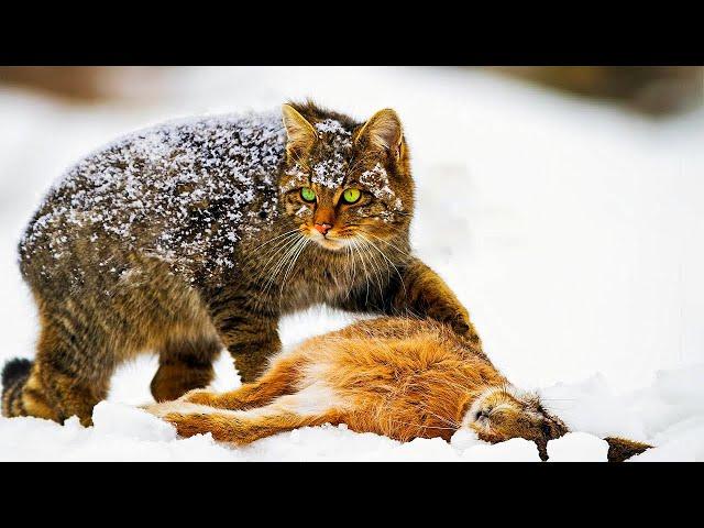 15 Cruel Cat Hunting Moments