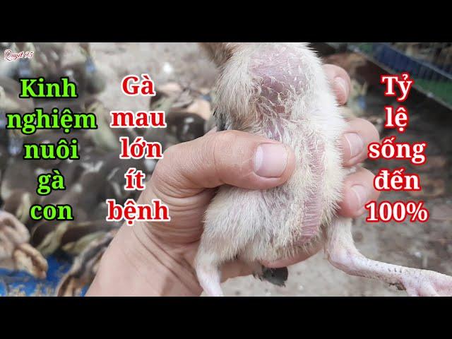 Kỹ thuật nuôi gà con mau lớn, ít bệnh đặc biệt tỷ lệ sống đến 100% #Quyết95