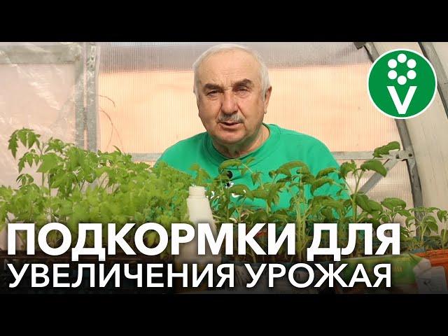 ПЕРВАЯ ПОДКОРМКА ТОМАТОВ ПОСЛЕ ПИКИРОВКИ! Чем, когда и сколько раз подкармливать рассаду томатов?