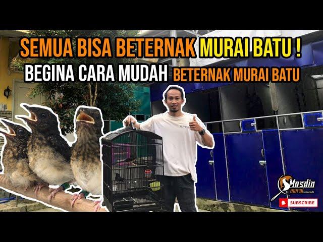 SEMUA BISA BETERNAK MURAI BATU!!! Begina Cara Mudah Beternak Murai Batu.