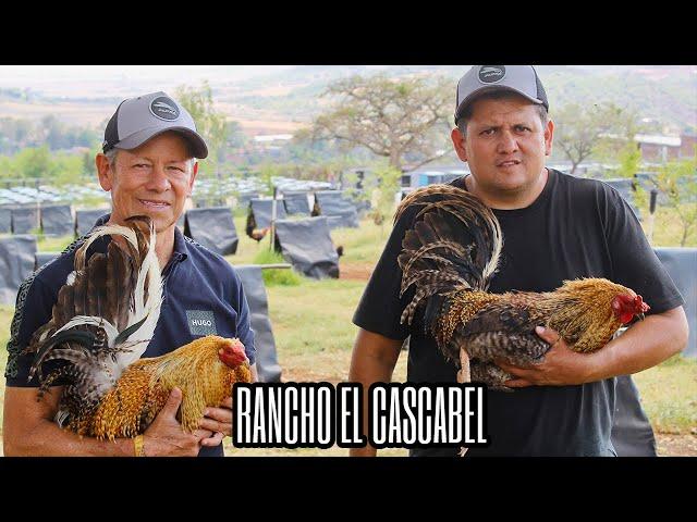 Los Bulicos de Rancho El Cascabel