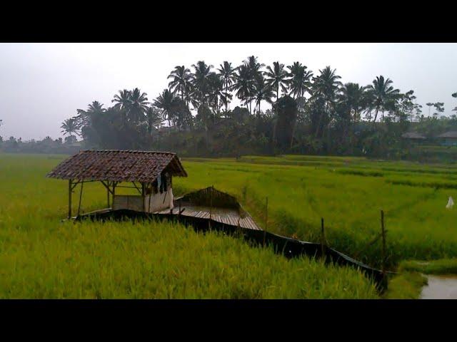 Heavy rain after a long dry season in a village in West Java, Indonesia