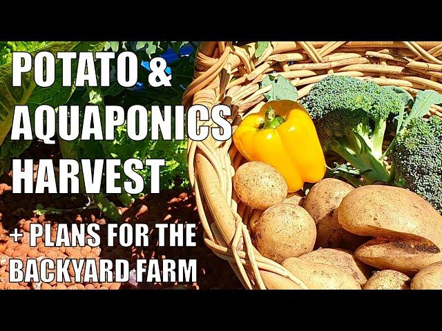 Aquaponics, Potato Harvests + Plans for the Backyard Farm