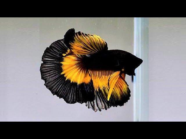 10 Most Beautiful Betta Fish in the World