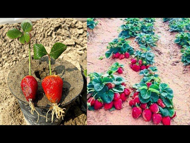 Simple Technique To Grow Strawberries From Strawberry Fruit 100% Work