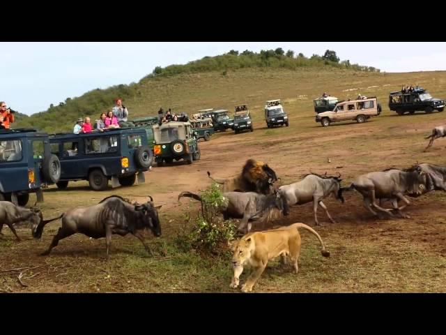 Wildebeest crossing Lion Ambush