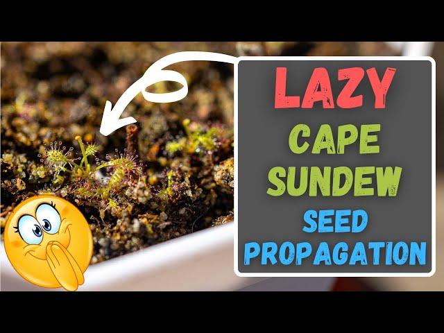 Cape Sundew Lazy Seed Propagation Results - Unusual Way To Grow Drosera Capensis From Seed!