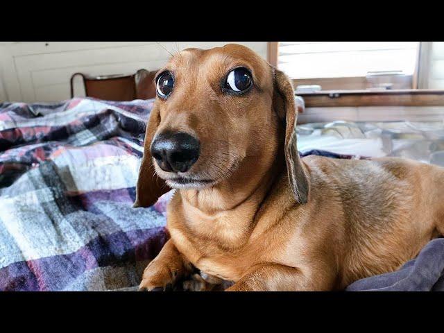 Funniest Dogs and Cats Videos You'll Ever See  NEW Funny Animals videos 
