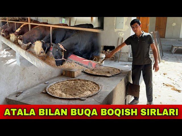 ATALA BILAN BUQA BOQISH SIRLARI