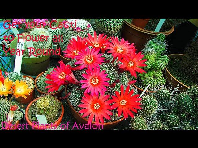 How to get your Cacti to Flower ALL Year Round